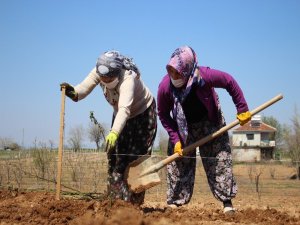 Alternatif Tarım Ürünlerine Kadın Eli Değiyor