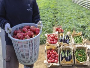 Ata Tohumları Ürünlerini Verdi