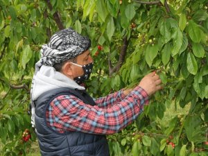 Kuzey Yarımkürenin İlk Kirazı Pazara Düştü, 400 Liradan Alıcı Buldu