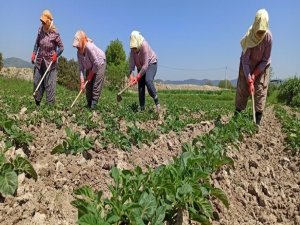 Sokağa Çıkma Kısıtlamasından Etkilenmeyen Çiftçiler Tarlalarda