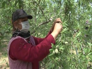 Çağla 7,5 Tl’yi Bulan Satış Fiyatı İle Üreticisinin Yüzünü Güldürdü