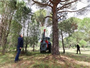 Çam Fıstığında Verim Düşüklüğünü Gidermek Üzere Uygulamalı Çalışma