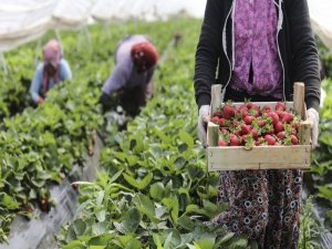 Üreticinin Elinde Kalan Çilekler İhtiyaç Sahiplerine Dağıtıldı