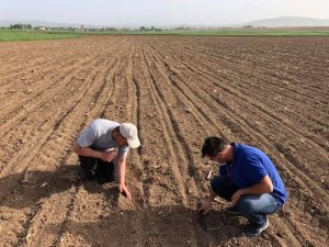 Aslanapa’da Yeni Tip Mısırda Yüksek Verim Bekleniyor