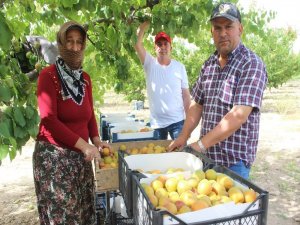 Manisa’da Sofralık Kayısıda İlk Hasat