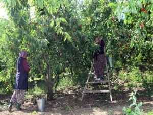 Kiraz Üreticisi Dert Toplamaya Başladı