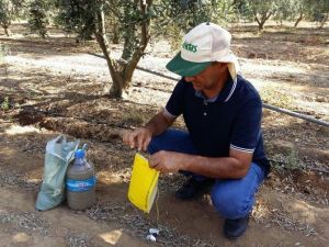 Salihli’de Zeytin Sineği Kontrol Altında