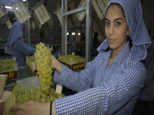 Superior Seedless Çeşidi Sofralık Üzümün İhracat Yolculuğu 22 Temmuz’da Başlıyor