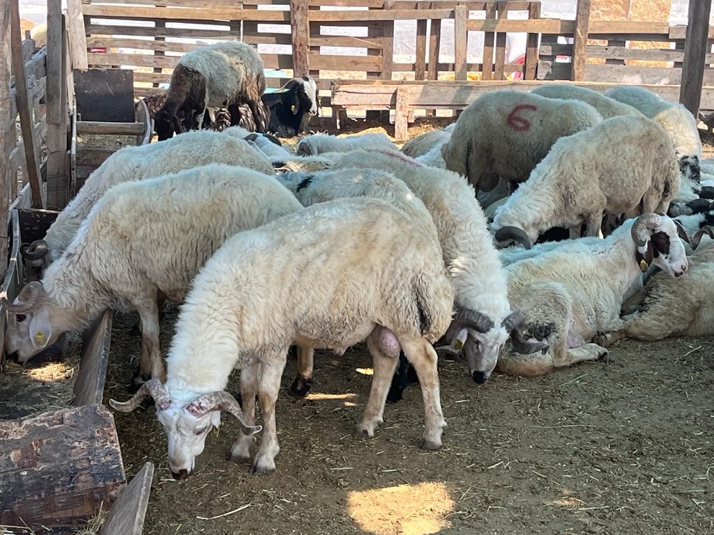 Aliağa'da kurban kesim fiyatları açıklandı