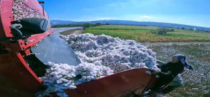 Kınık Bakırçay Ovası'nda "Beyaz Altın" Zamanı