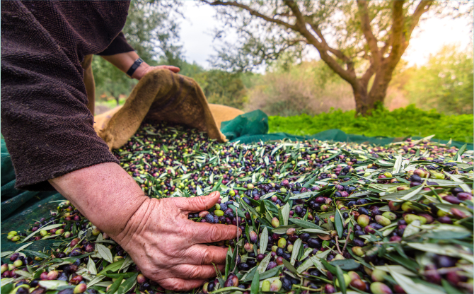 Sofralık zeytin ihracatı 200 milyon dolara koşuyor