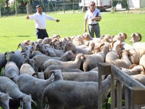 Manisa’da 102 Damızlık Koç Dağıtıldı