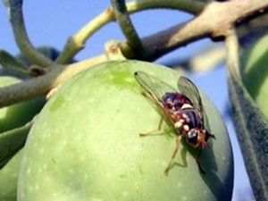 Aydın’da Zeytin Sineği Zararlısına Karşı İlaçlama Zamanı