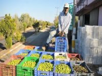 Manisa’da Zeytin Ve Zeytinyağı İhracatı Yüzleri Güldürdü