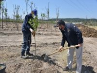 Aliağa Belediyesinden Organik Tarım Atağı