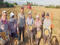 Tarım İşçileri Korona Virüse Ve Sıcağa Rağmen Yoğun Mesaide