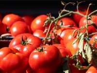 Foça'da İyi Tarım Uygulamalarıyla Domates Yetiştiriciliği