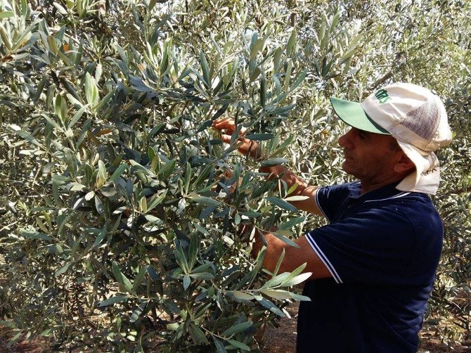 Salihli’de Zeytin Sineği Kontrol Altında