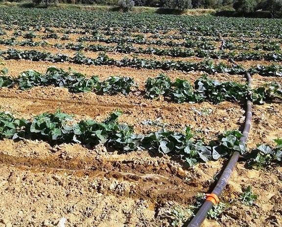 Kornişon Salatalıkta İkinci Dönem