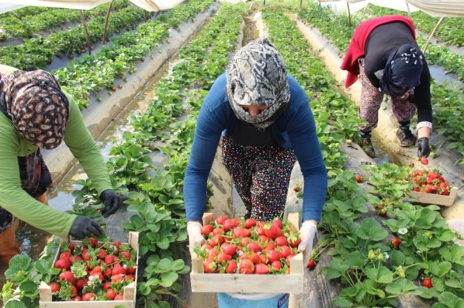 Aydın’da Çilek Üretimi Başladı