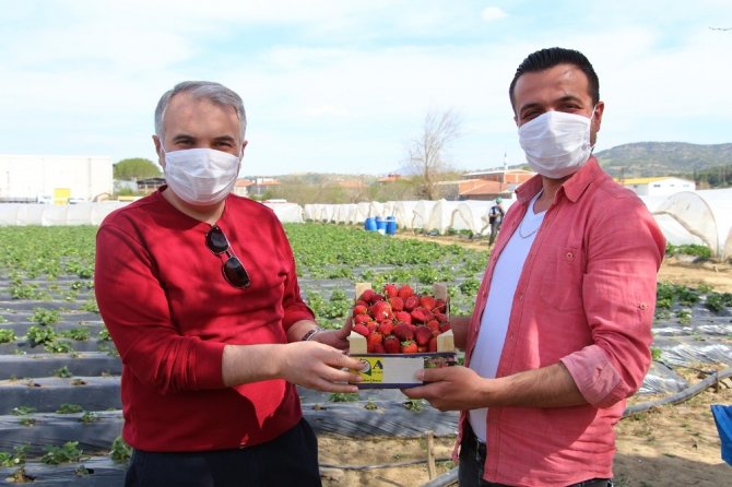 Volkanik Arazide Üretilen Çilek Marka Olma Yolunda