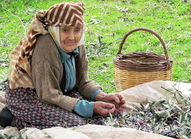 Zeytin Ve Zeytinyağı Sektörü Milli Gelire Sağladığı Katkıyı Arttırmaya Devam Ediyor