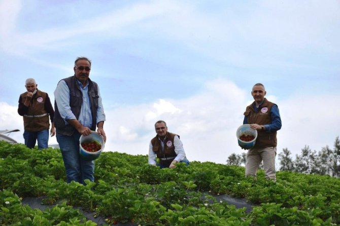 Köprübaşı’nda Çilek Hasadı Başladı