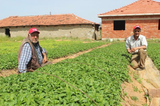 Manisa Çiftçisi Kapya Biberine Yöneldi