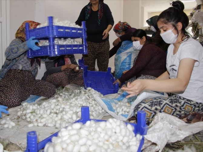 Ödemiş’te İpek Böcekçiliği Hasadı Zamanı