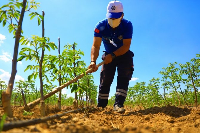 Büyükşehir’den Muğlalı Çiftçilere Ceviz Fidanı Desteği